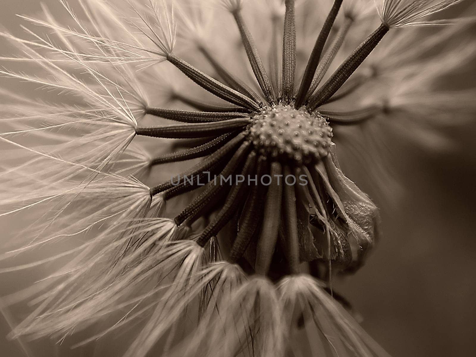 Dandelion 02
