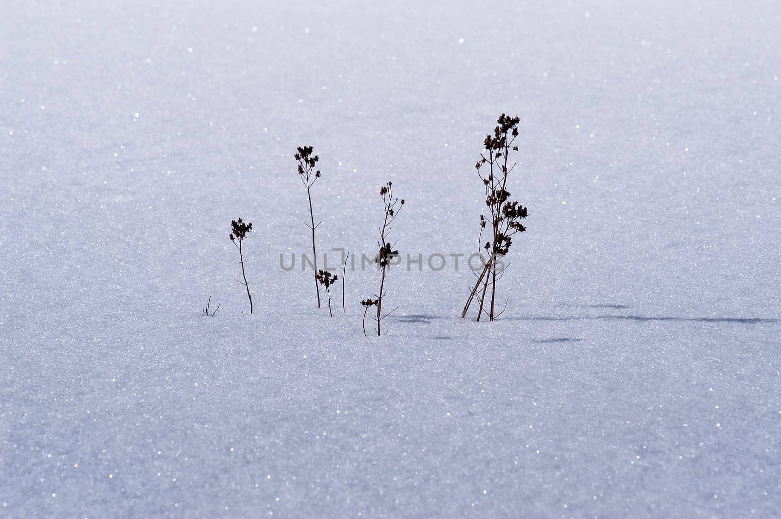 Snow cover