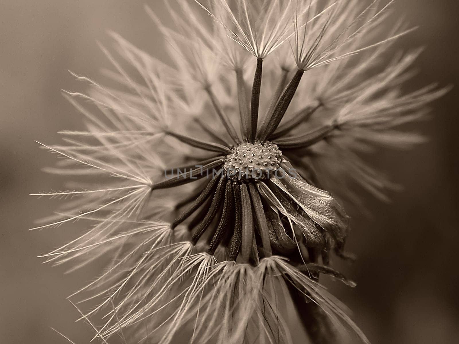Dandelion 05