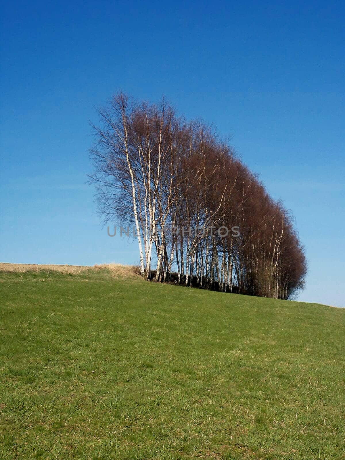 Trellis