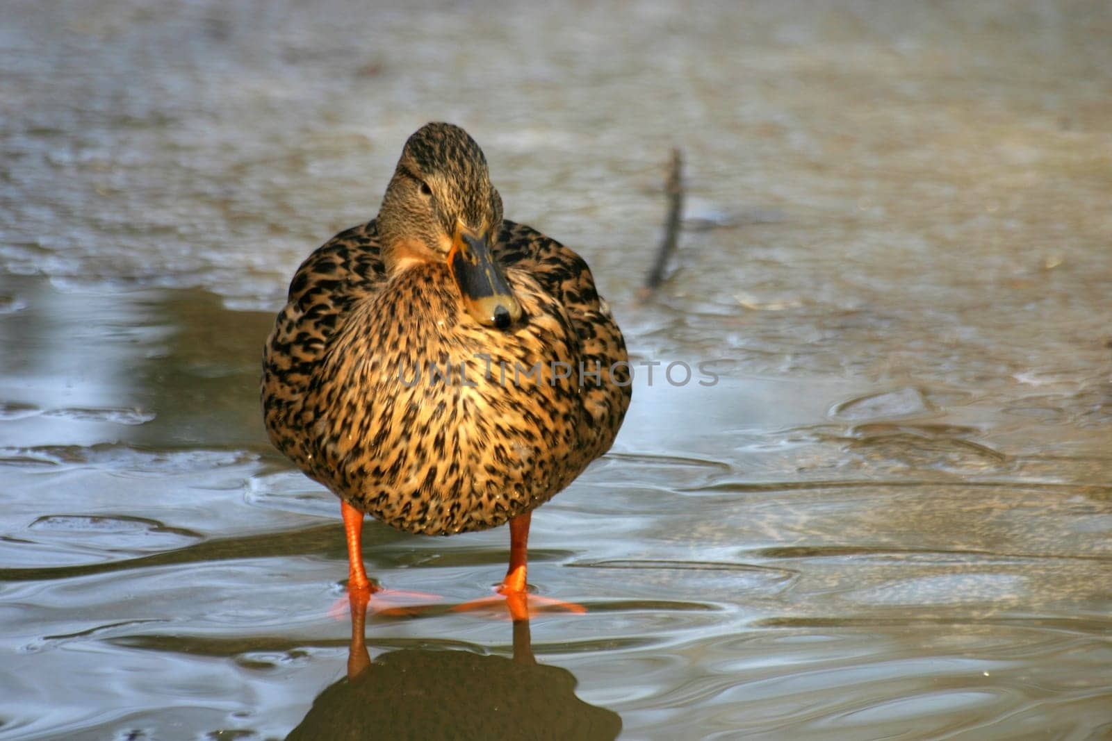 Female mallard on ice