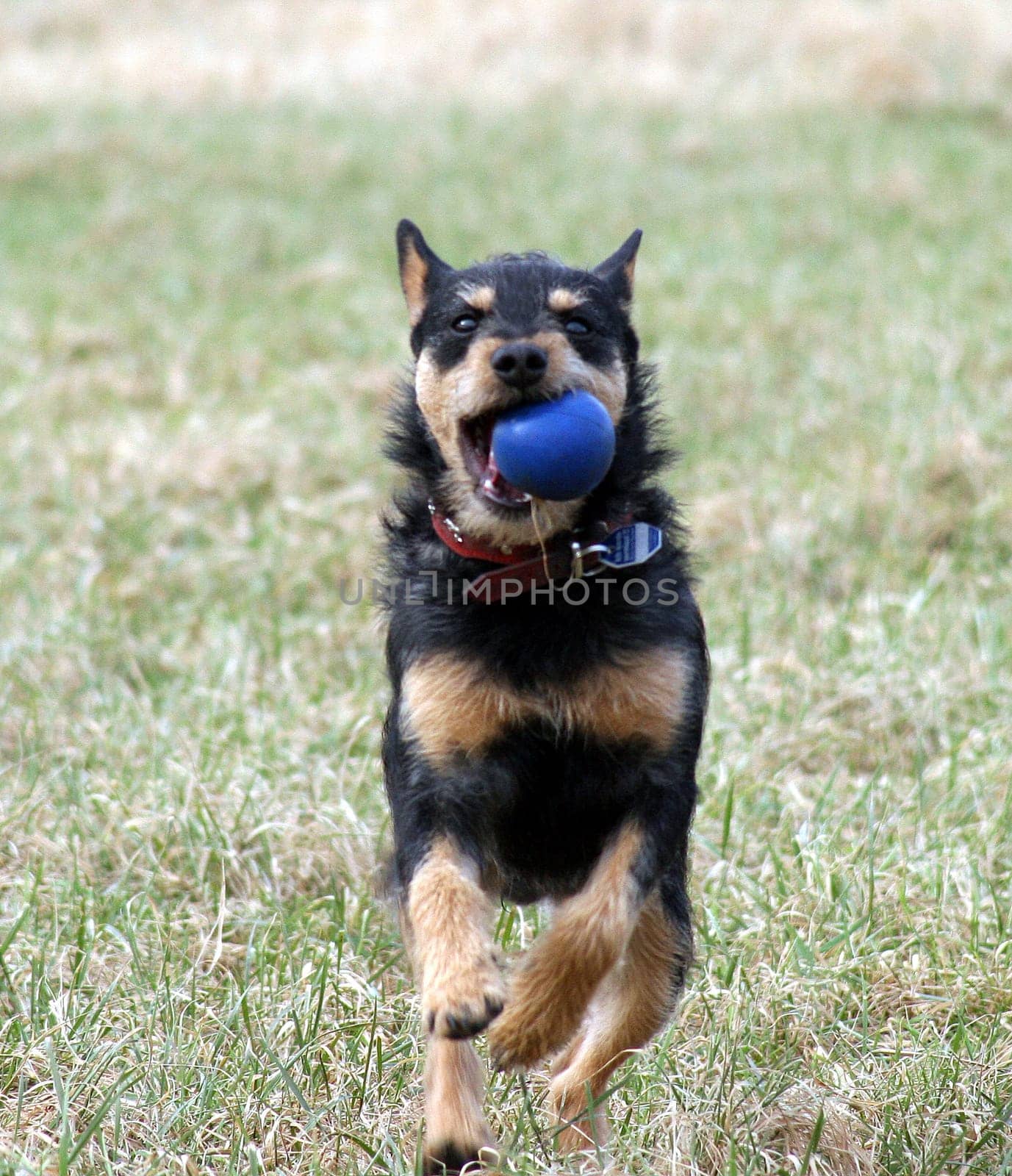 Hunting terrier and his ball