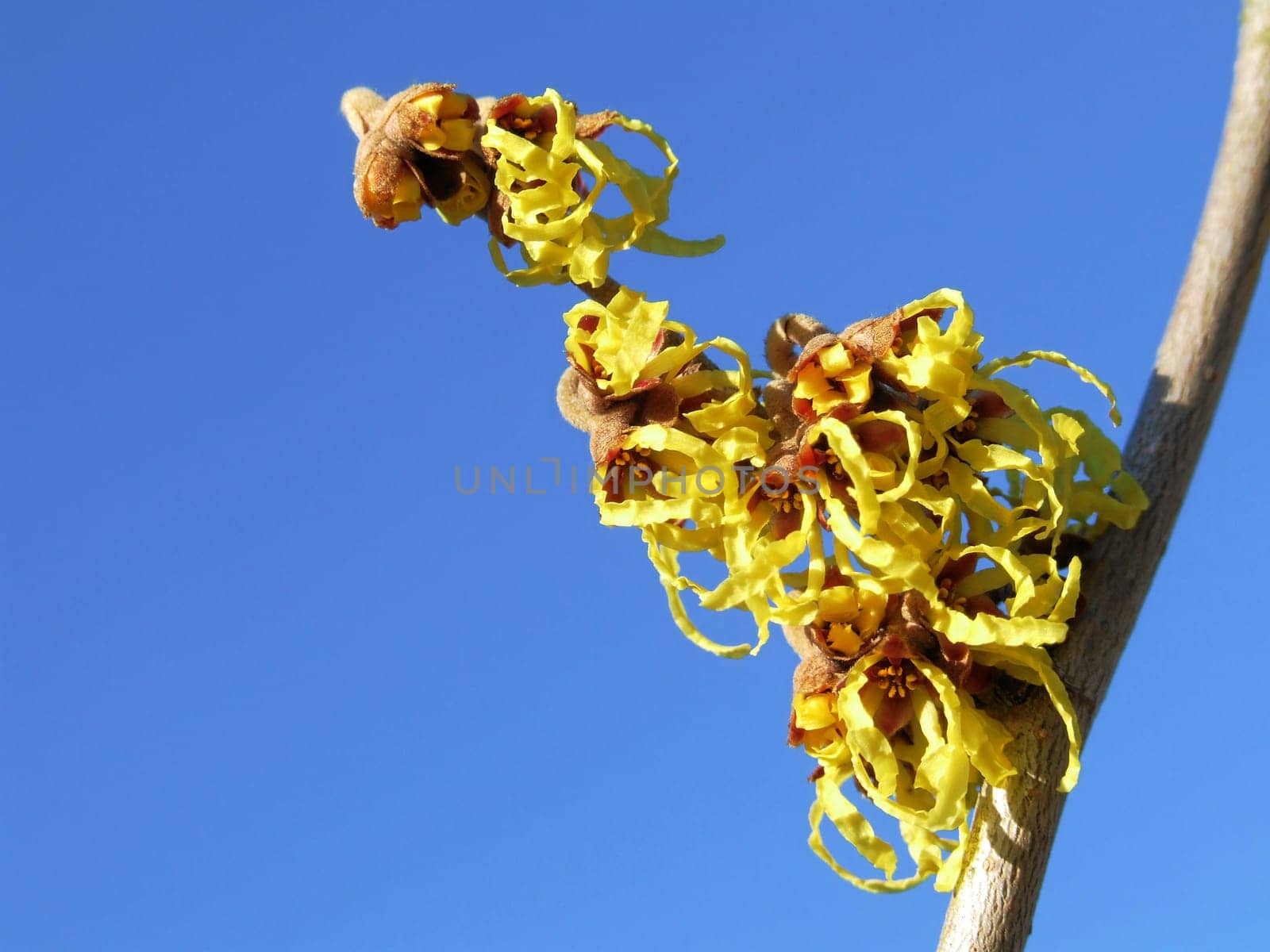 Witch hazel,the first flowers in winter