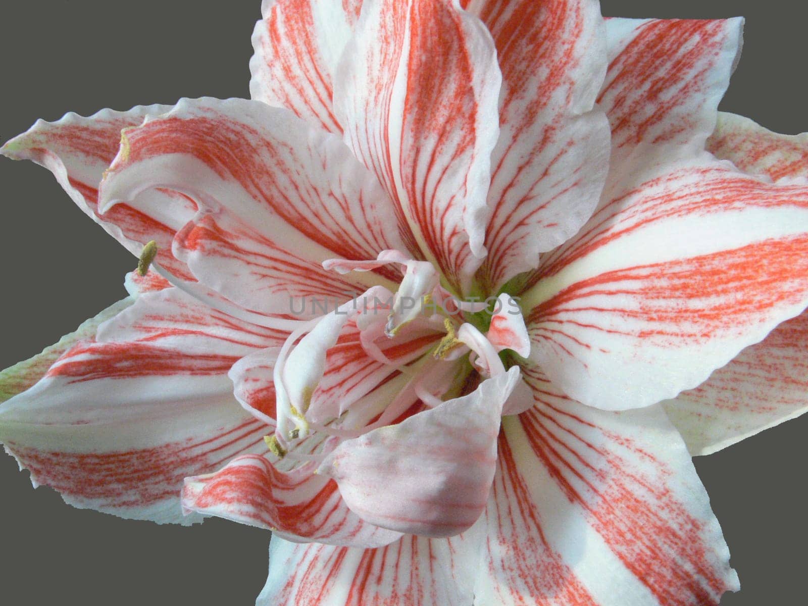 A diameter of approx. 20 cm just beautiful