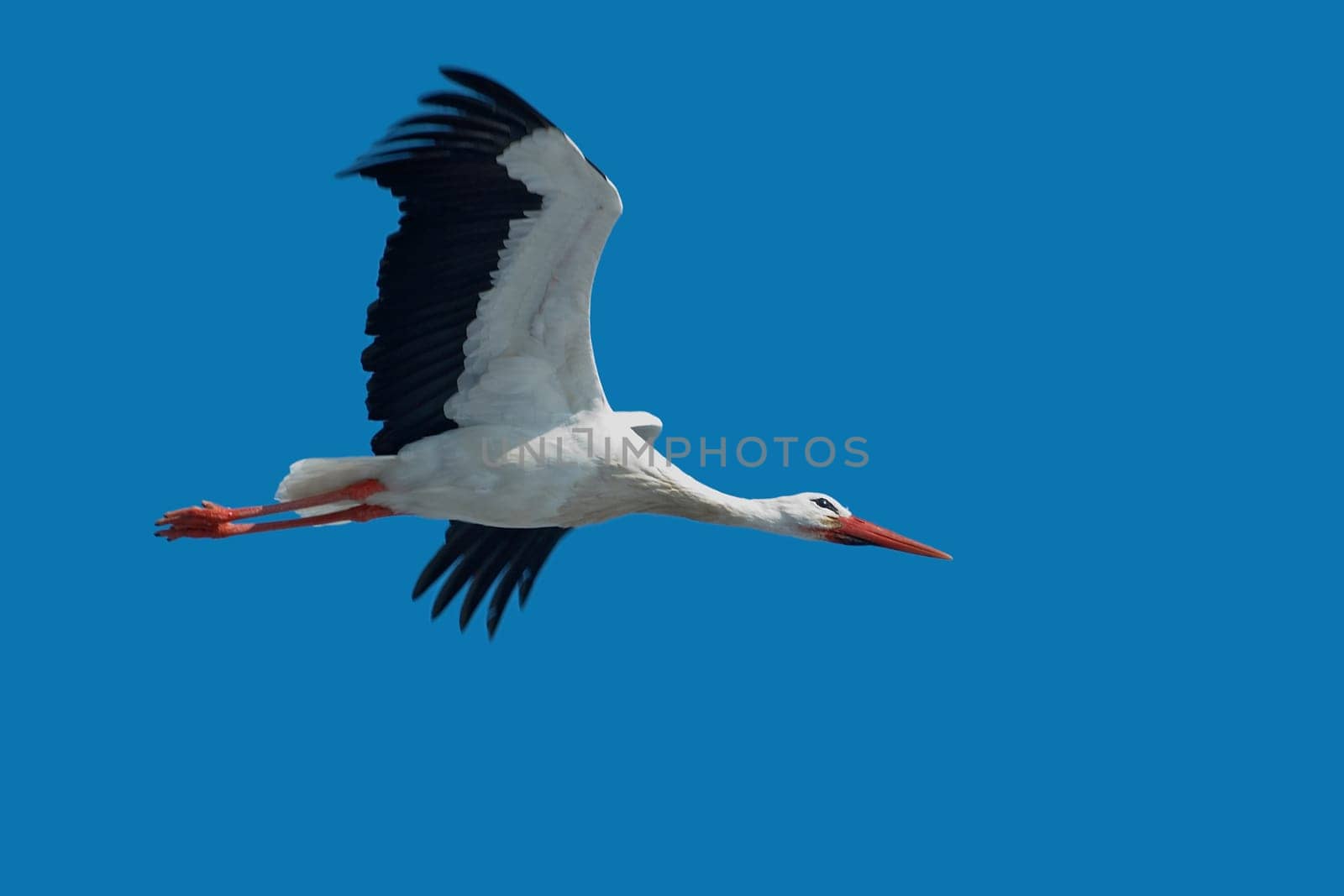 Stork in flight