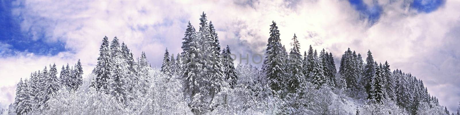 Winterberg Forest