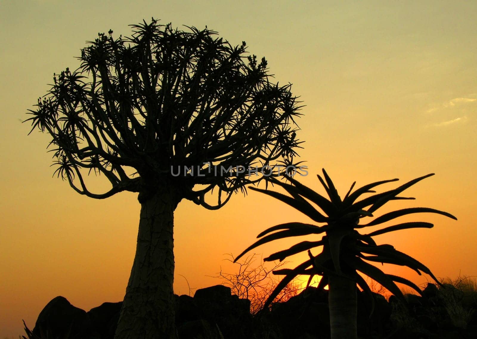 And another quiver tree...