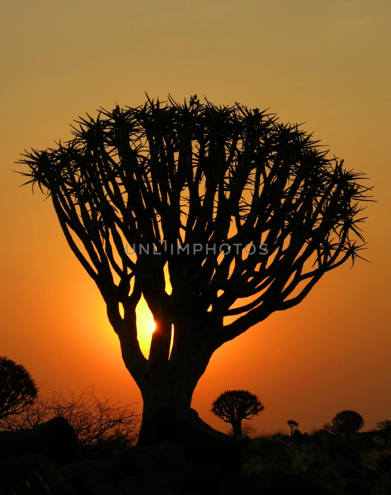 In the quiver tree forest - Namibia