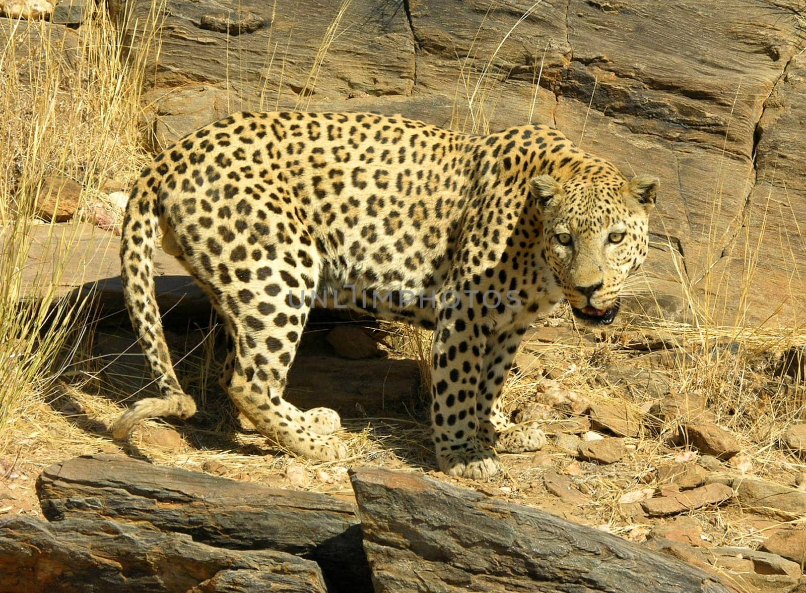 Leopard