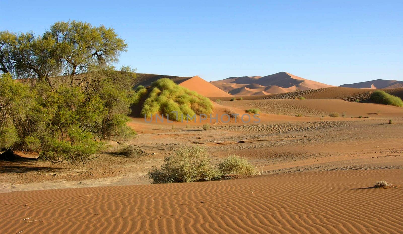 The desert is alive