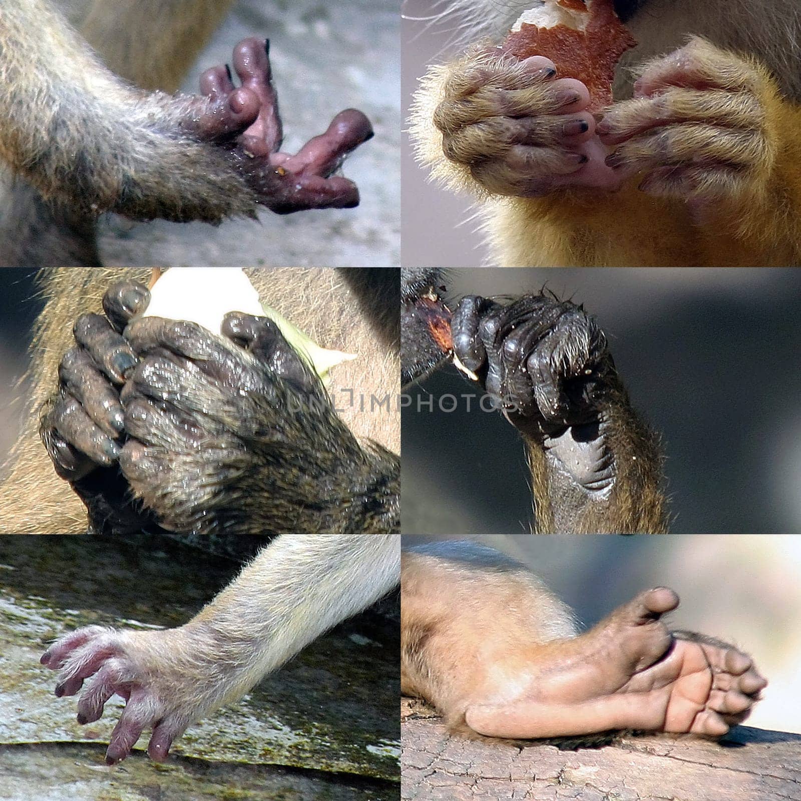Hands