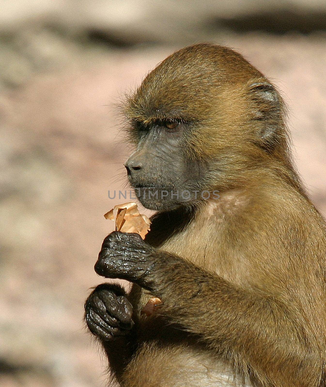 ... and obviously the onion wasn't really his taste while the others were quite greedy :-)