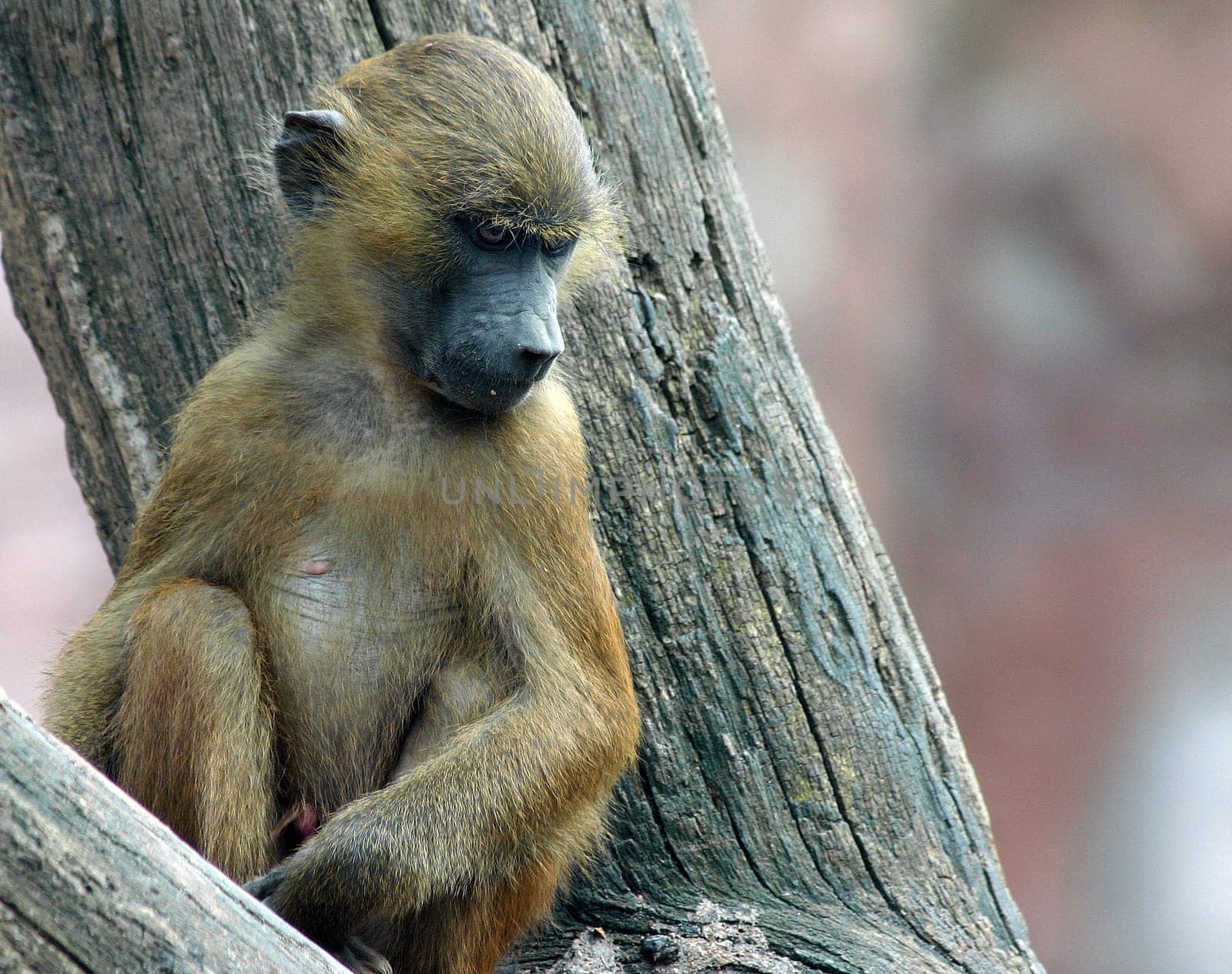 ... he's probably thinking about how he would make himself a boss :-)