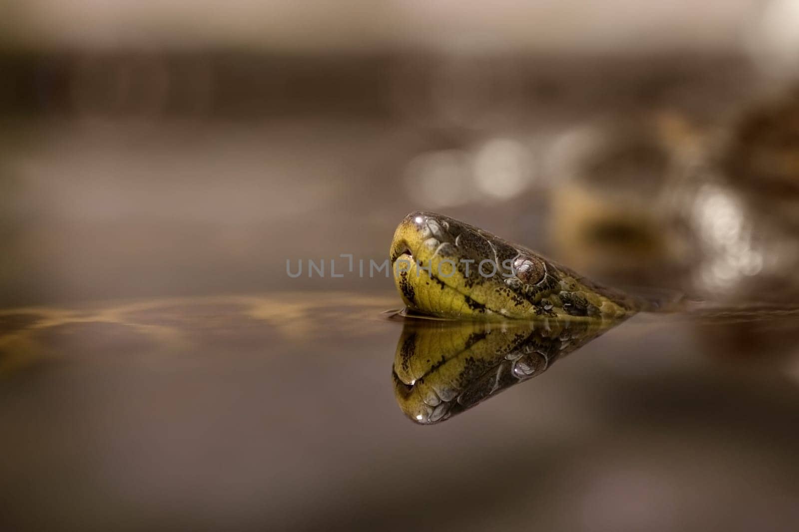 Young anaconda