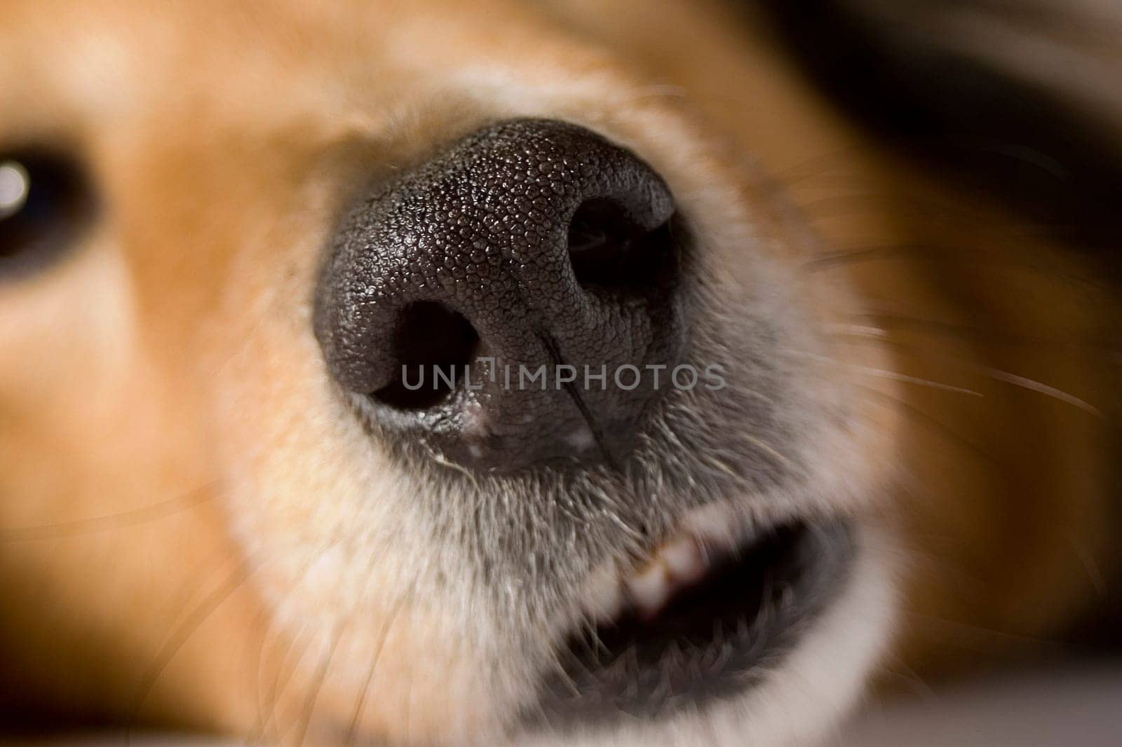 A dognose