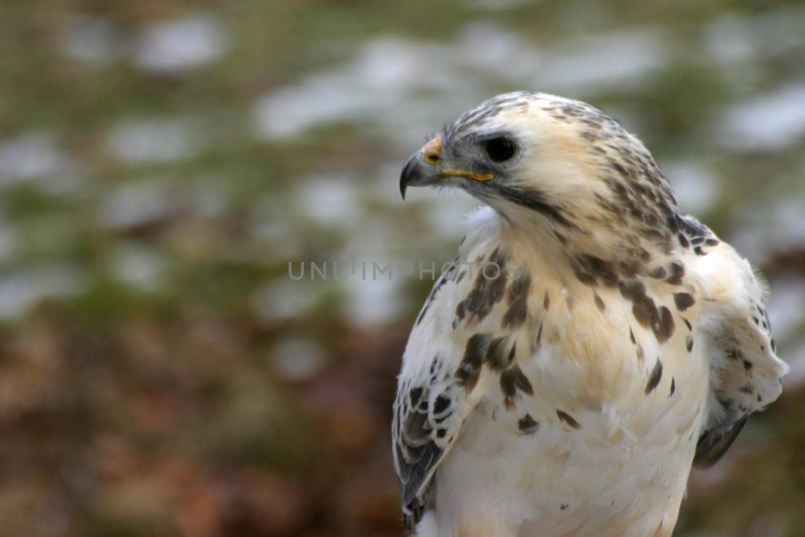 Almost white buzzard