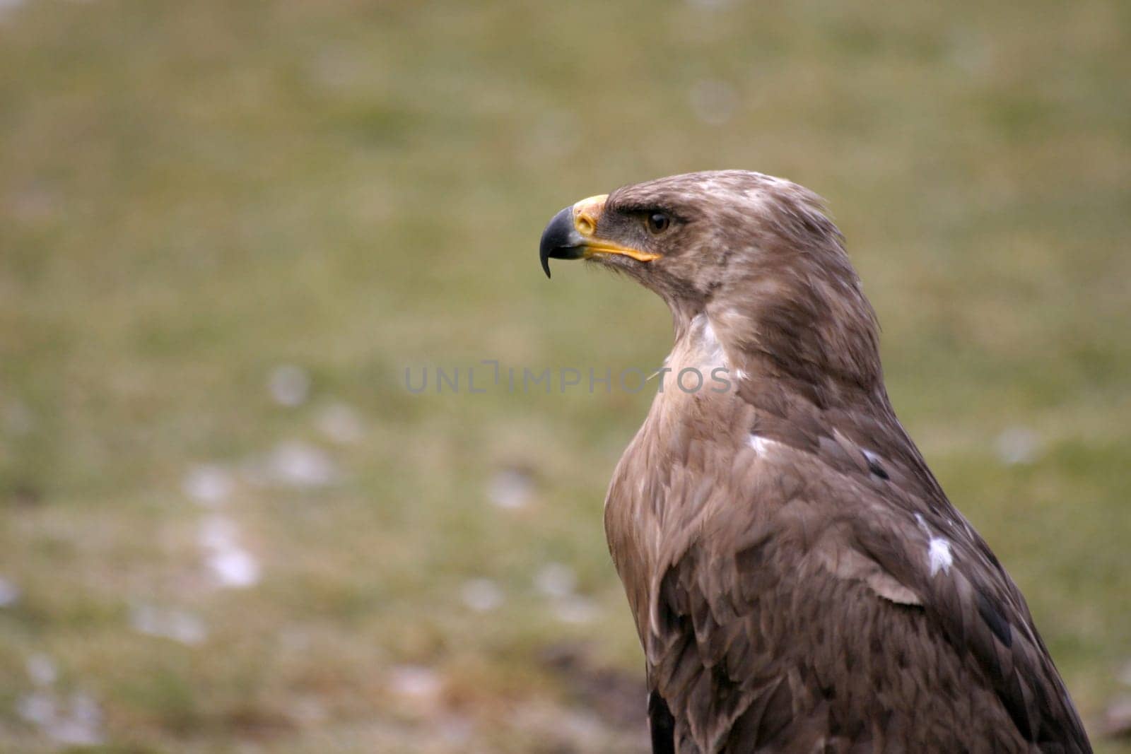 Eagle Portrait