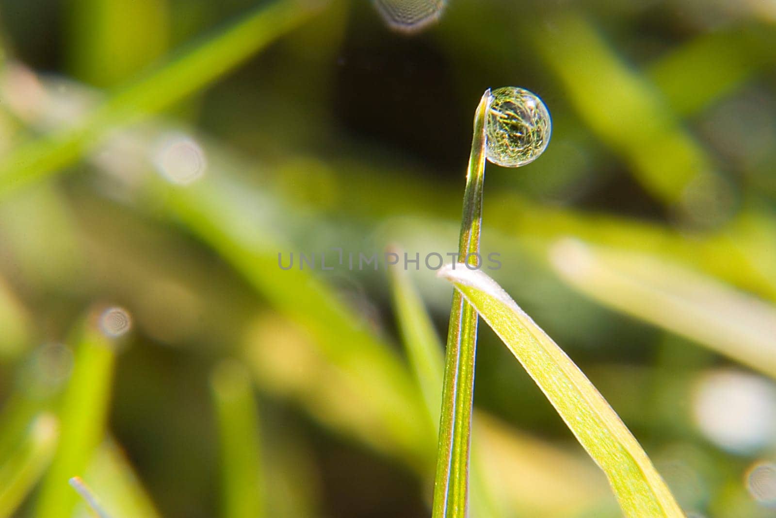 90mm macro lens + 2x converter +4+ macro lens