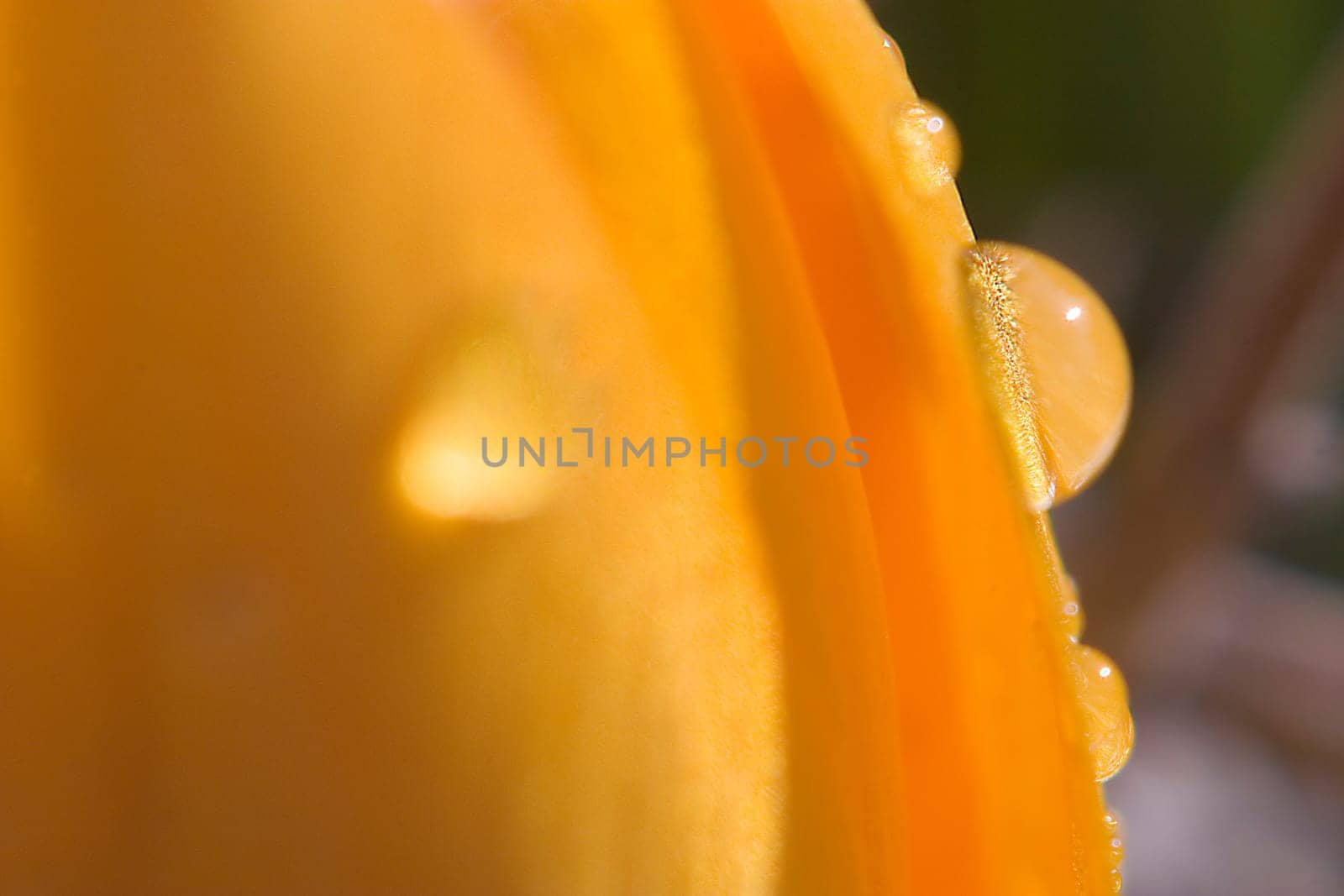 Dewdrops on a crocus