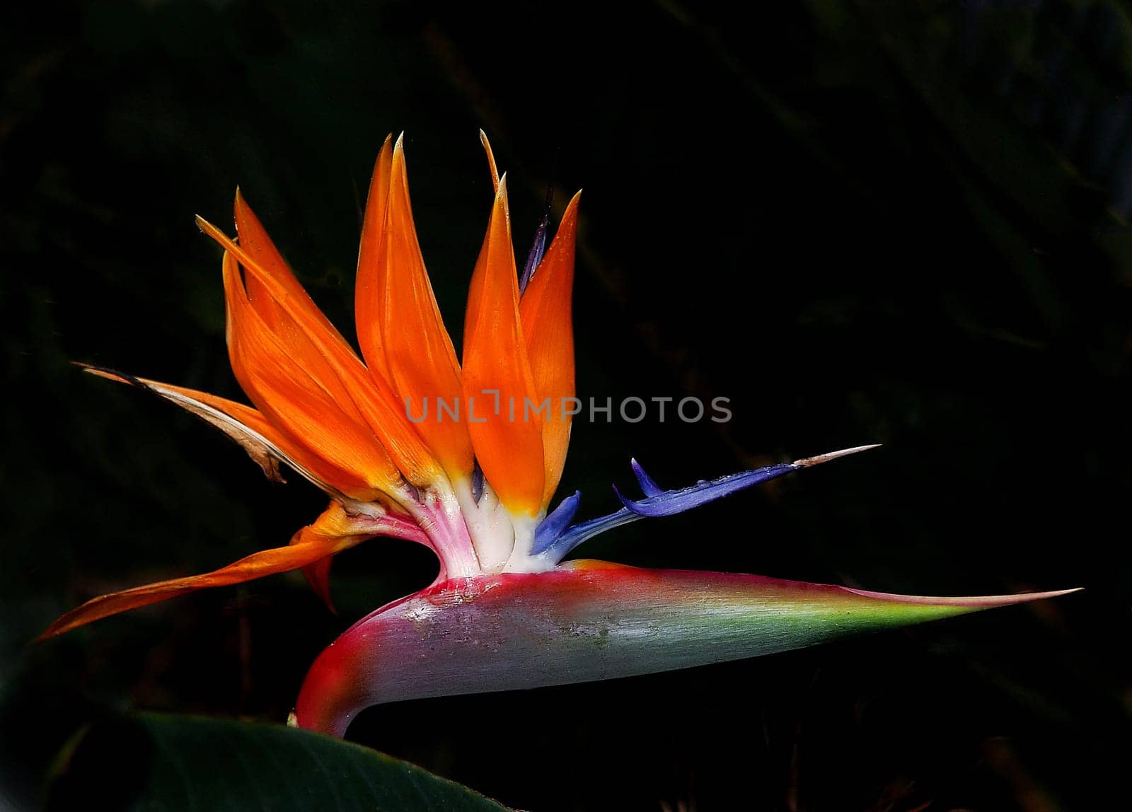 STRELITZIA REGINAE
