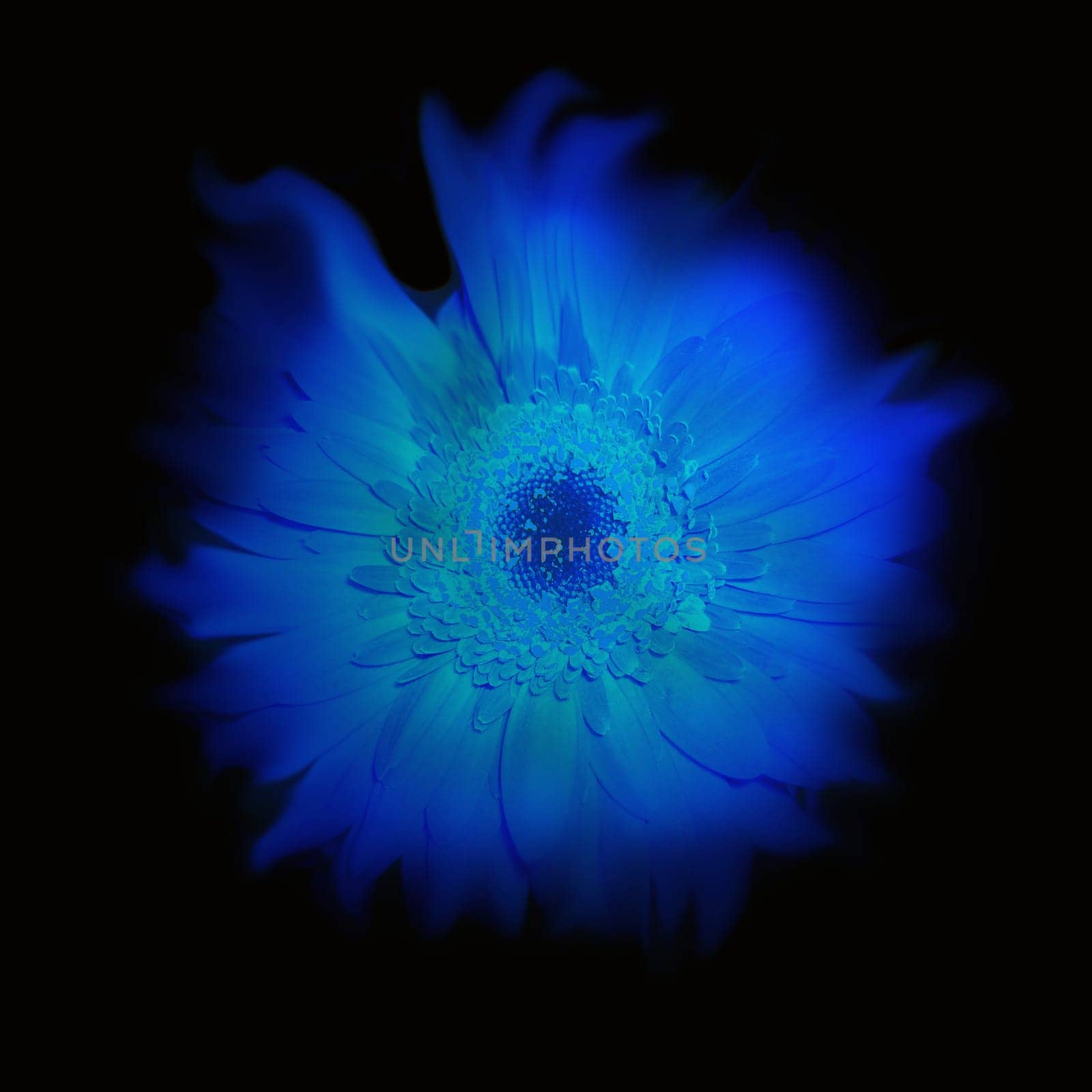 Deliquescent flower