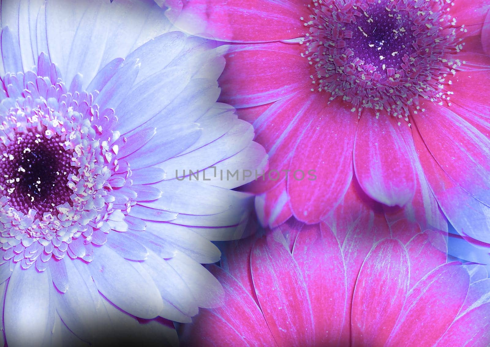 Gerberas with a difference