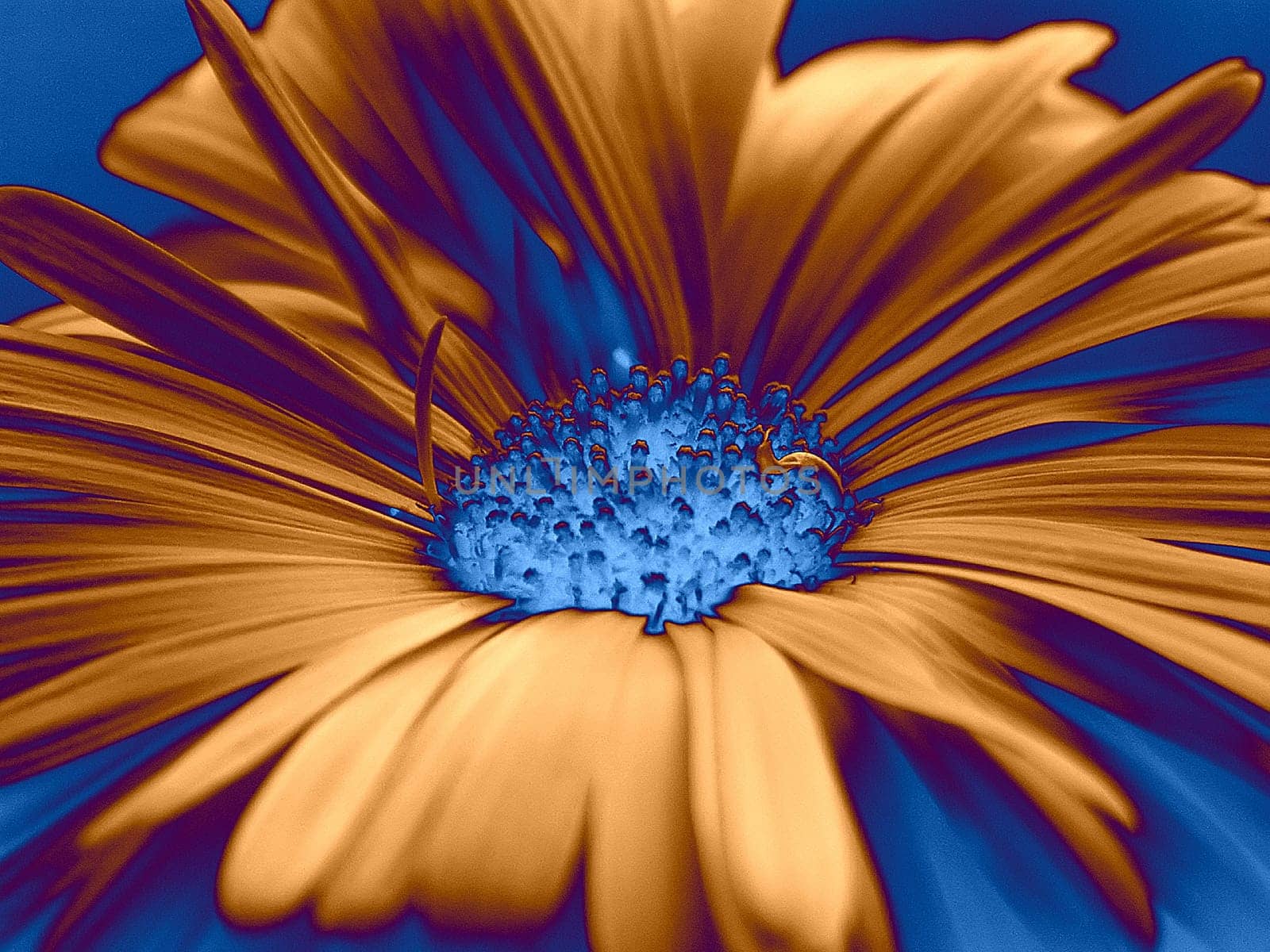 Marguerite