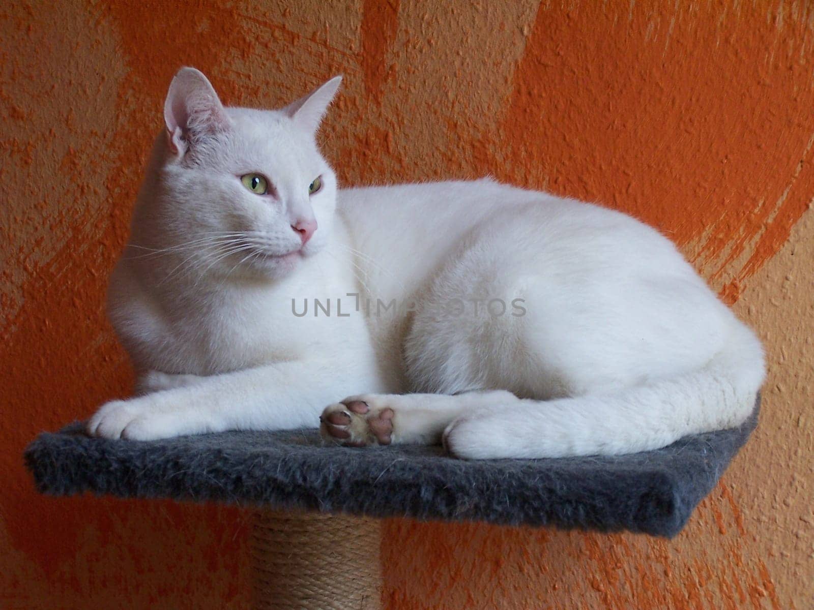 White Cat