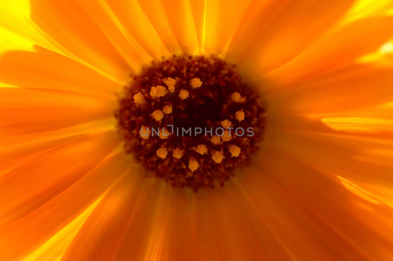 Marigold 01