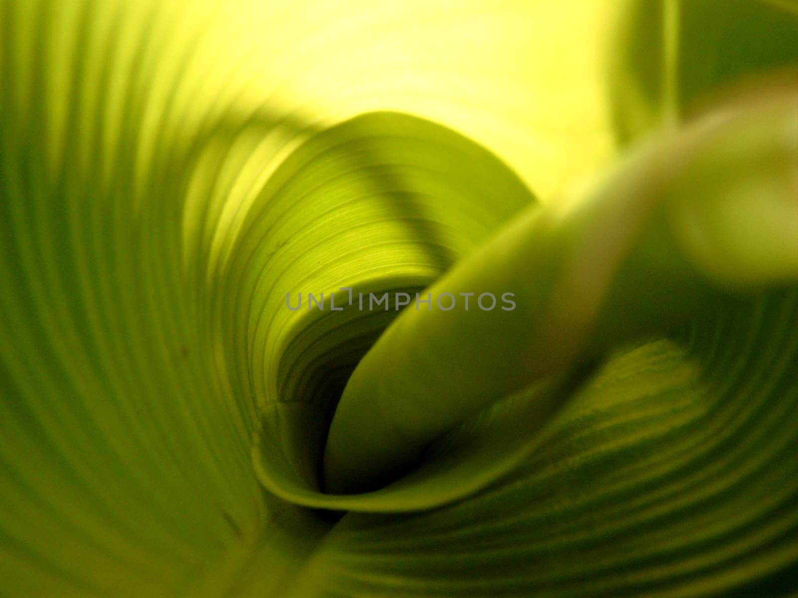 The view into a not yet fully developed leaf of a banana tree and the next leaf inside.