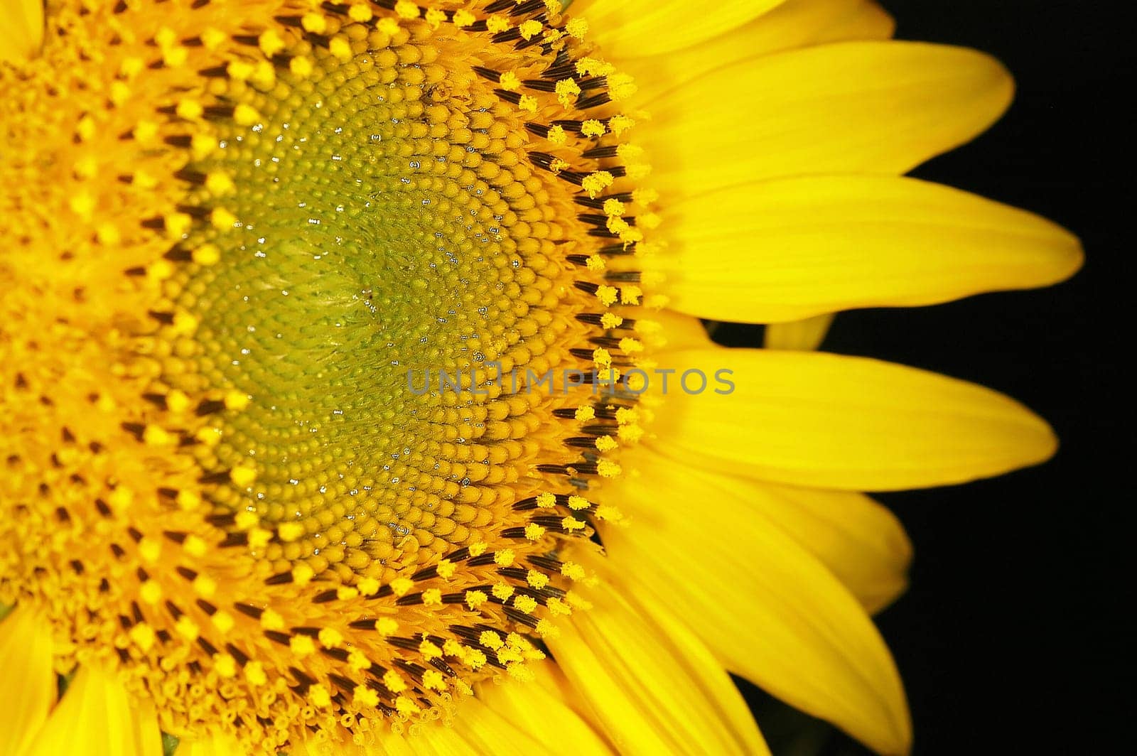 Sunflower 22