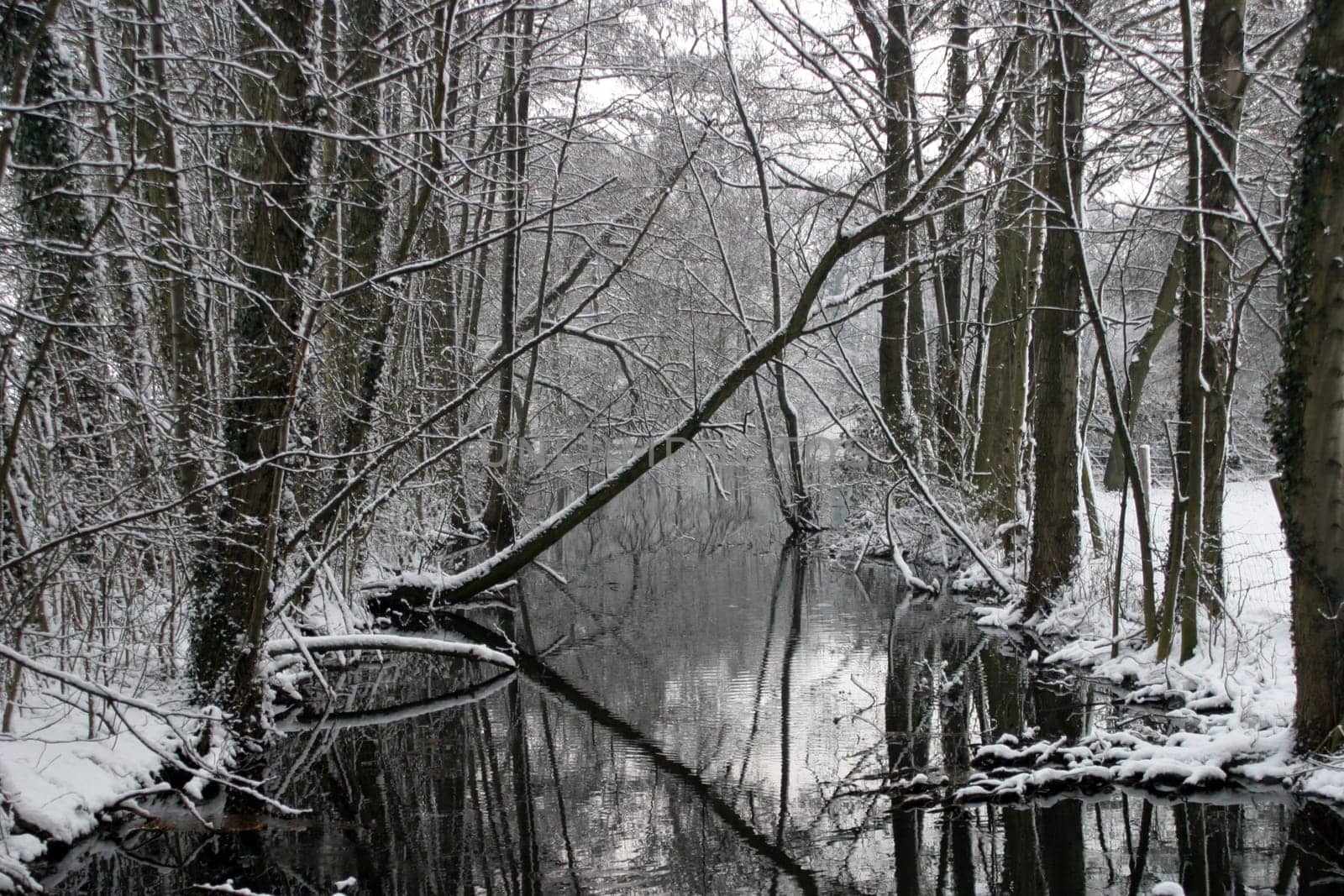Location: Niep Nature Reserve,Nieper Kuhlen,Lower Rhine,Germany. The image is not digitally post-processed. It was so "colorless"" that day."