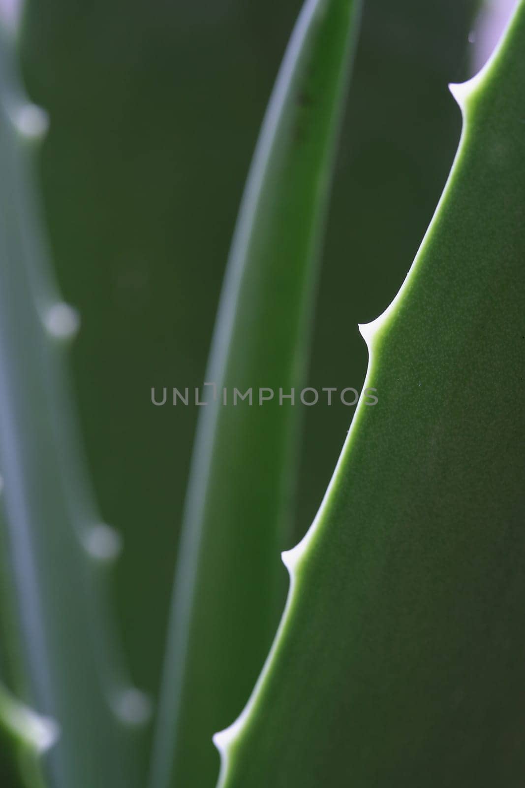 Aloe Vera II