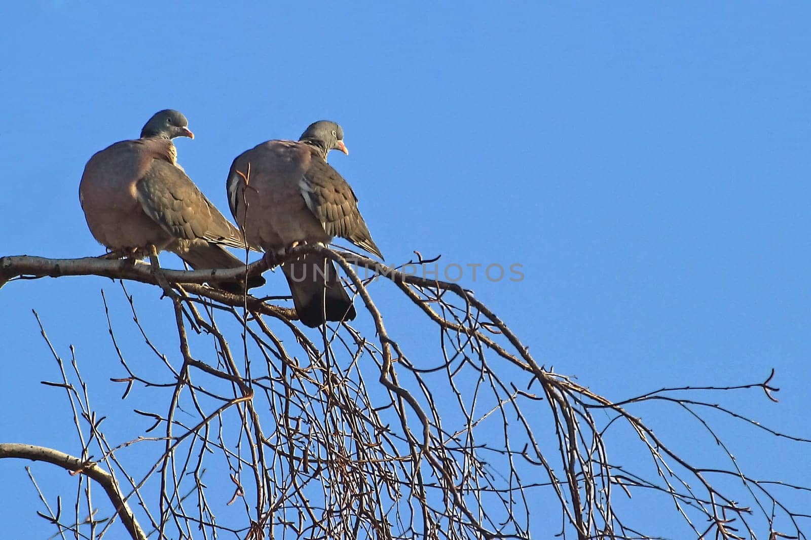 Two pigeons