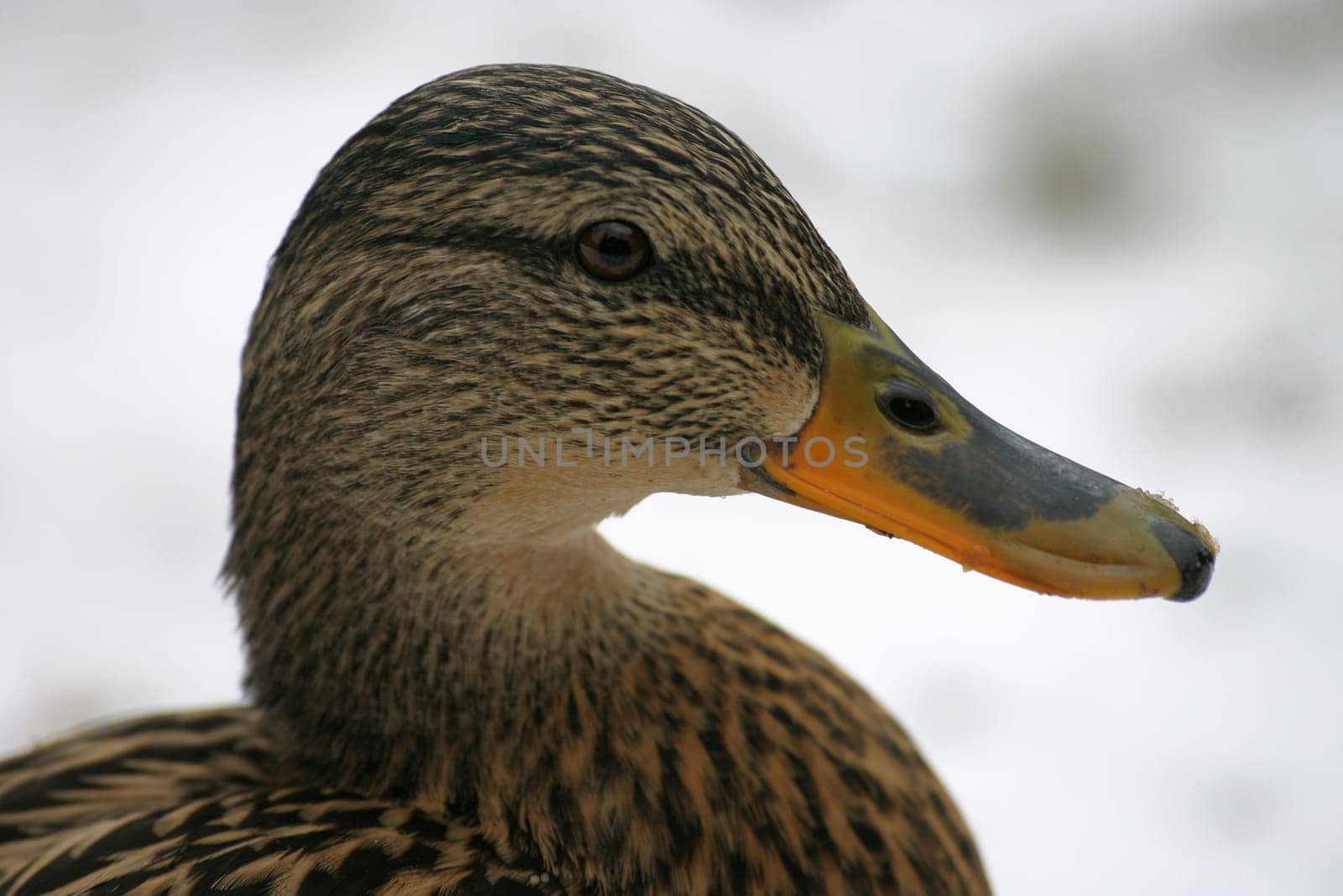 Portrait of a mallard