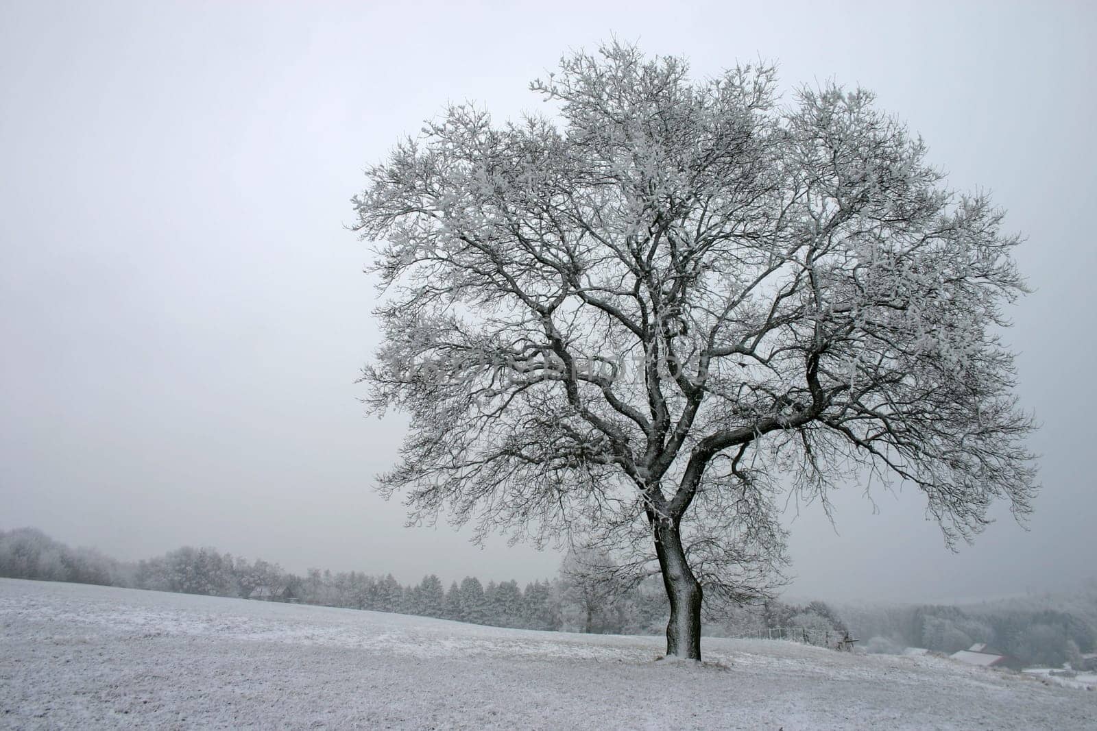 Lonely beech tree in the snow
