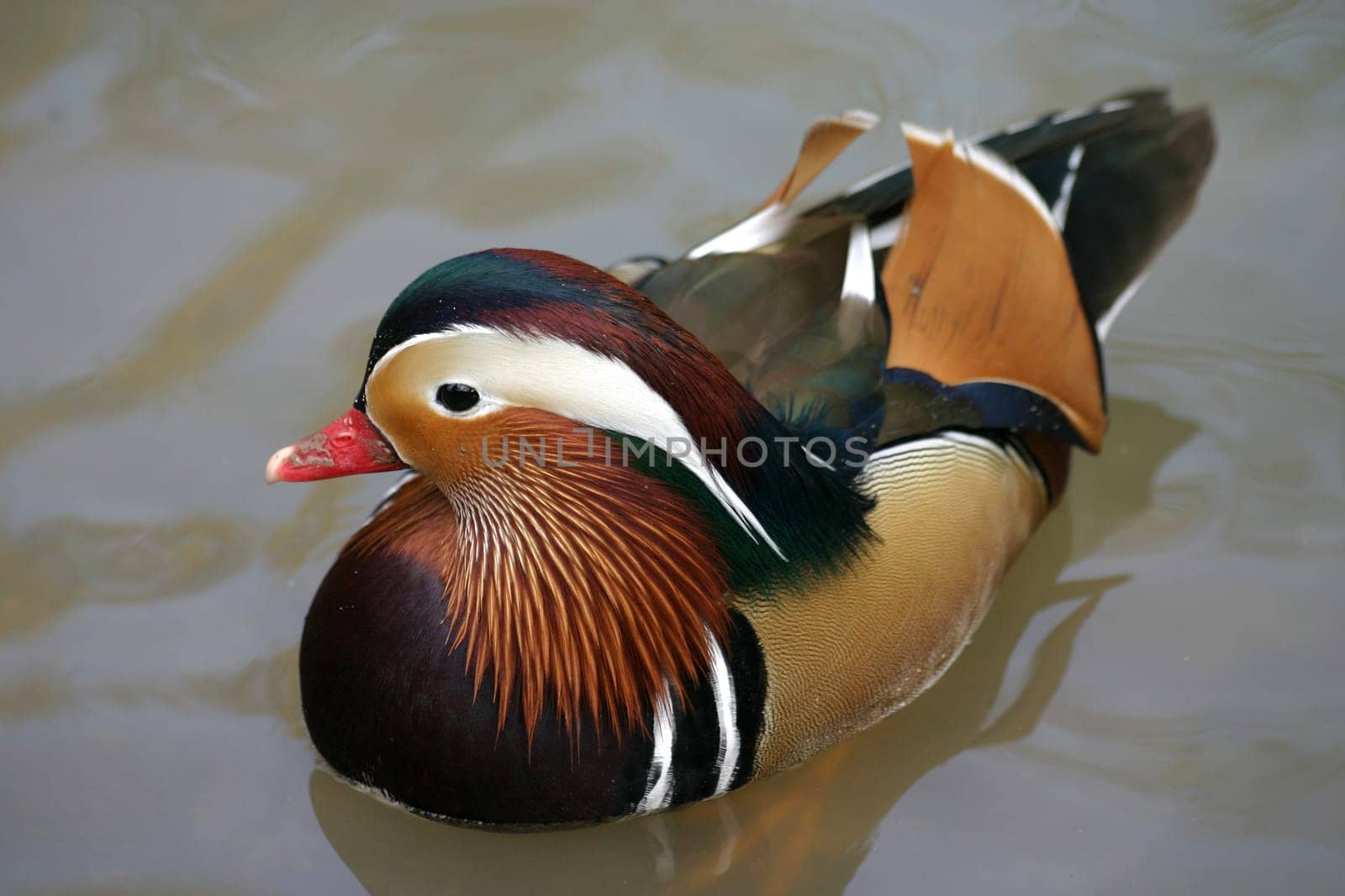 Aix galericulata,Drake