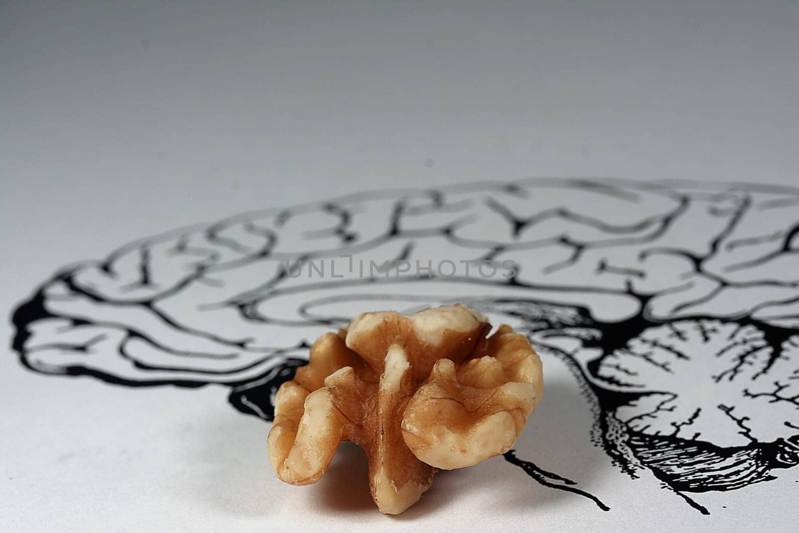 Brain metaphor new