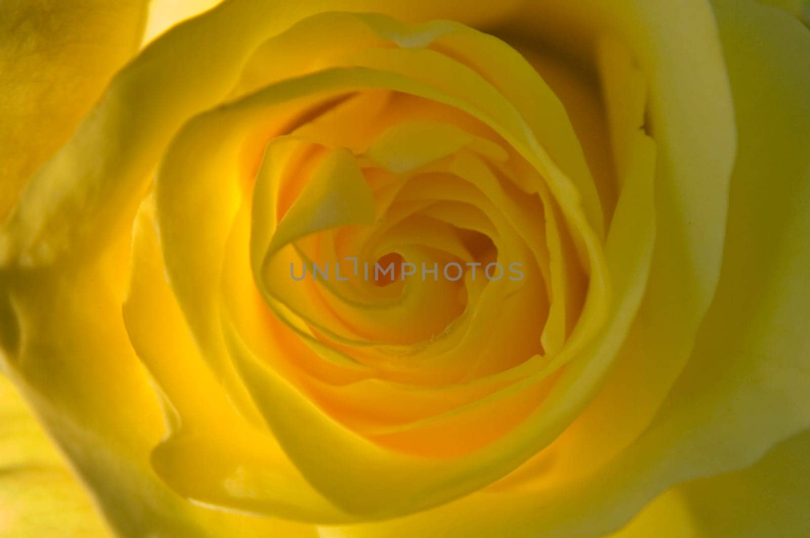 Yellow Rose