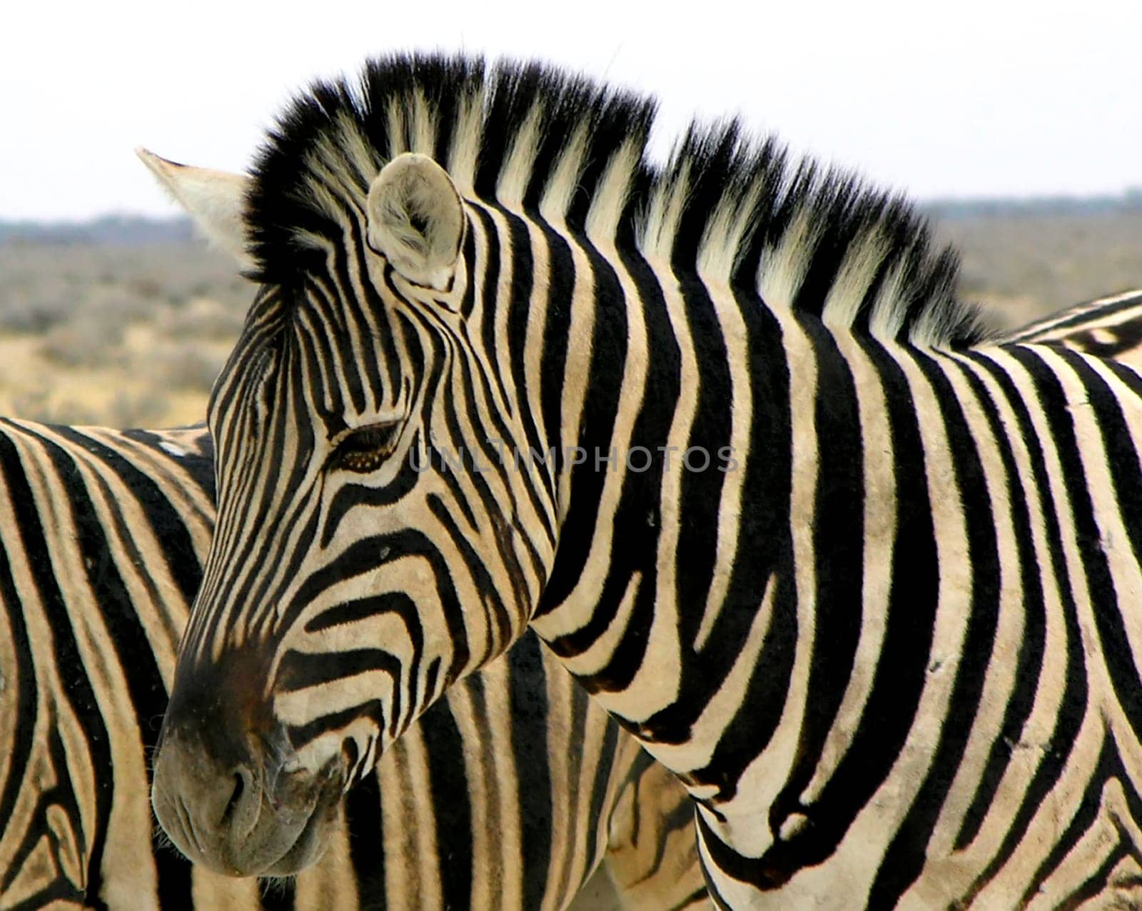 Zebra in Etosha National Park