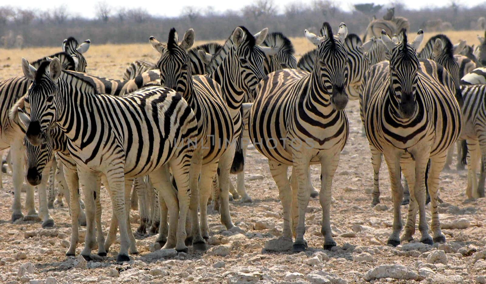Zebra