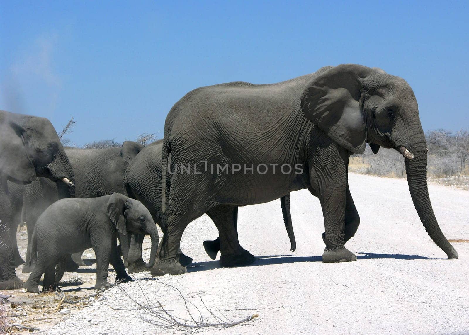 When elephants cross the road...