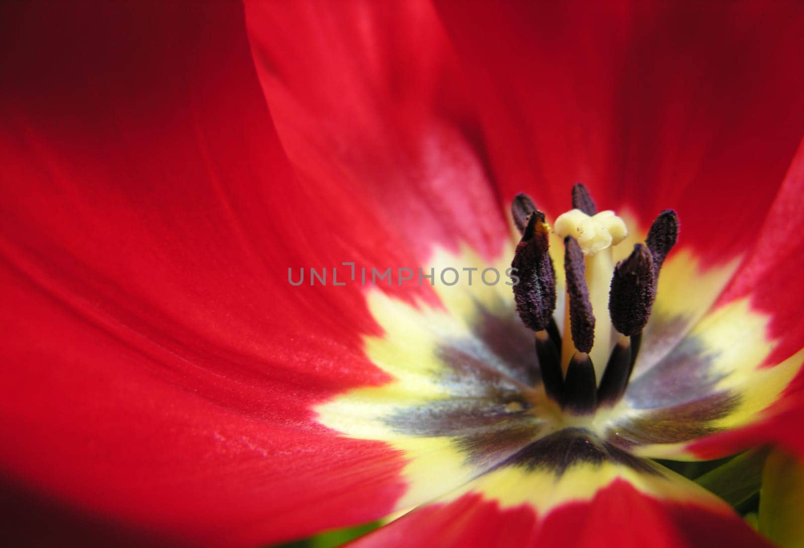 Tulip