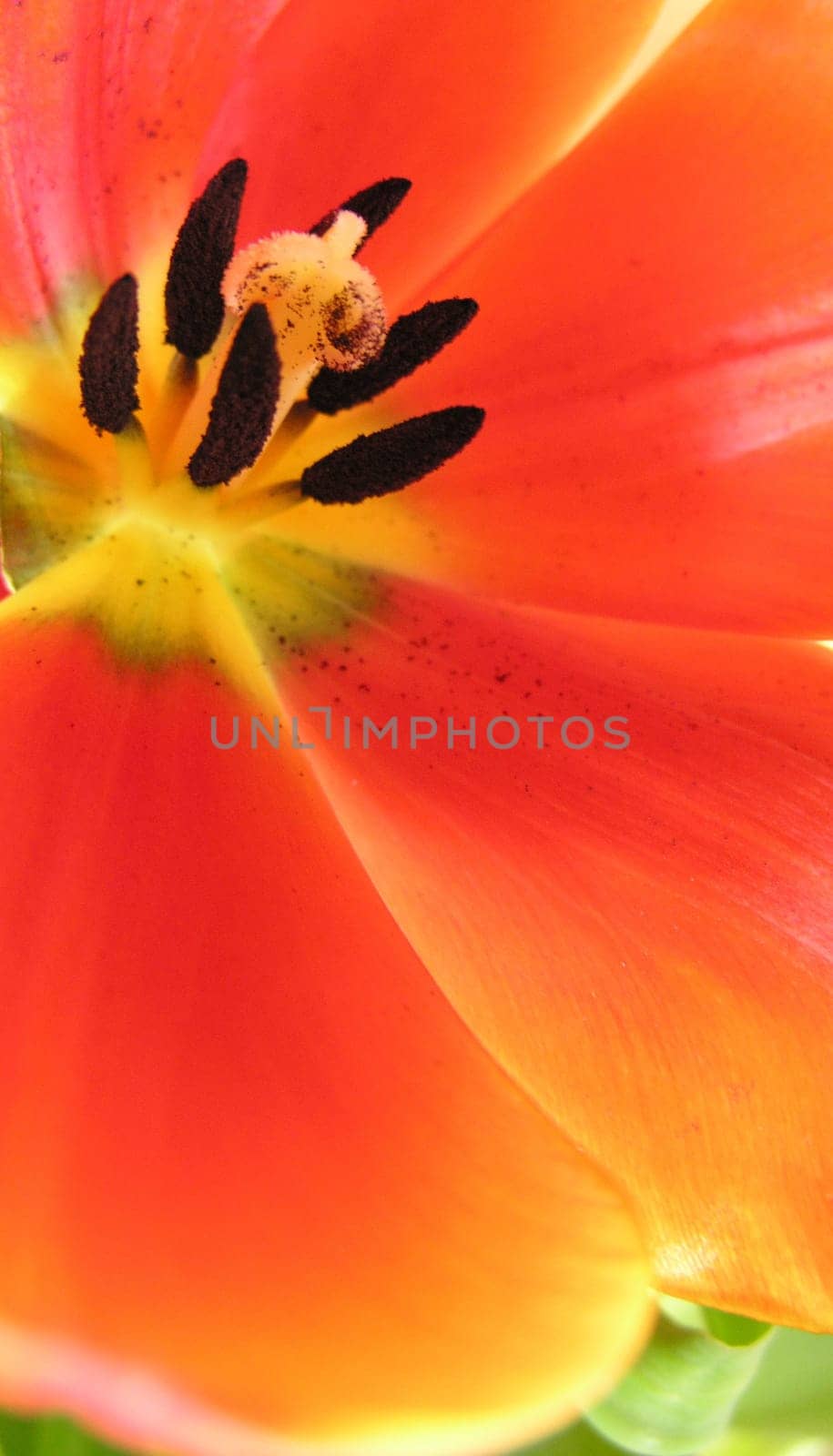Harbinger of spring