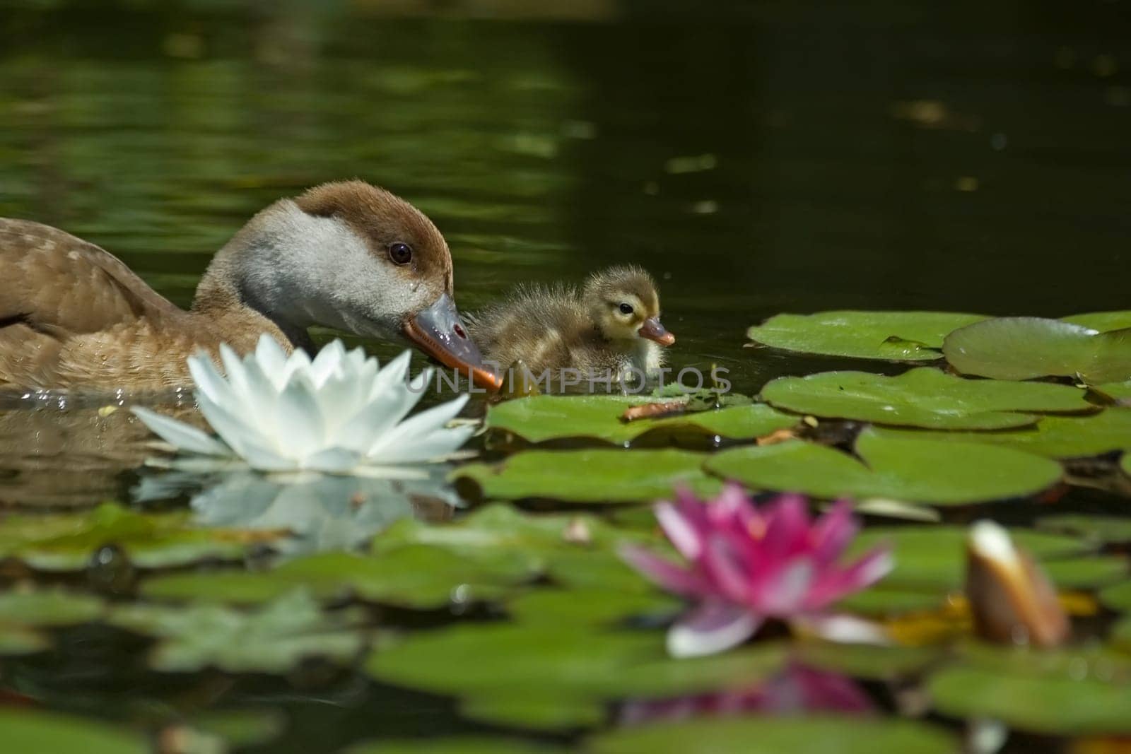Red-crested ducks in lily pond