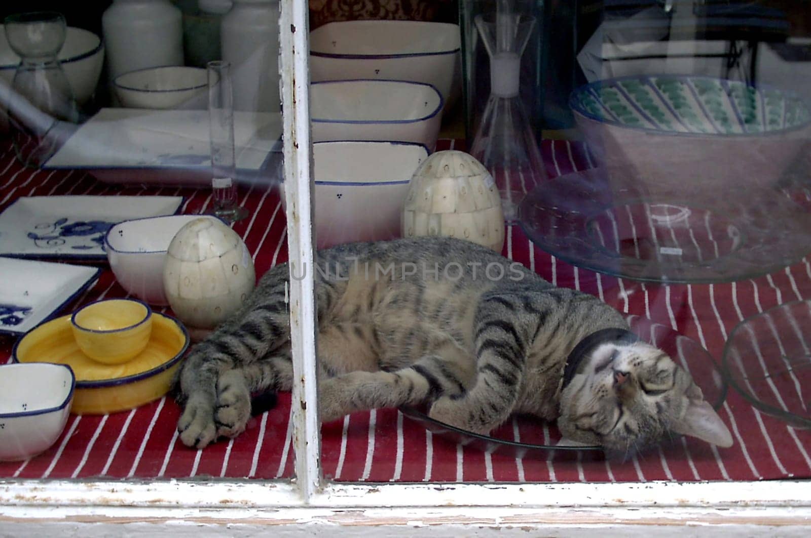 Seen in Mallorca: there is a sleeping cat in the shop window between the crockery display or even on a glass plate...:-)
