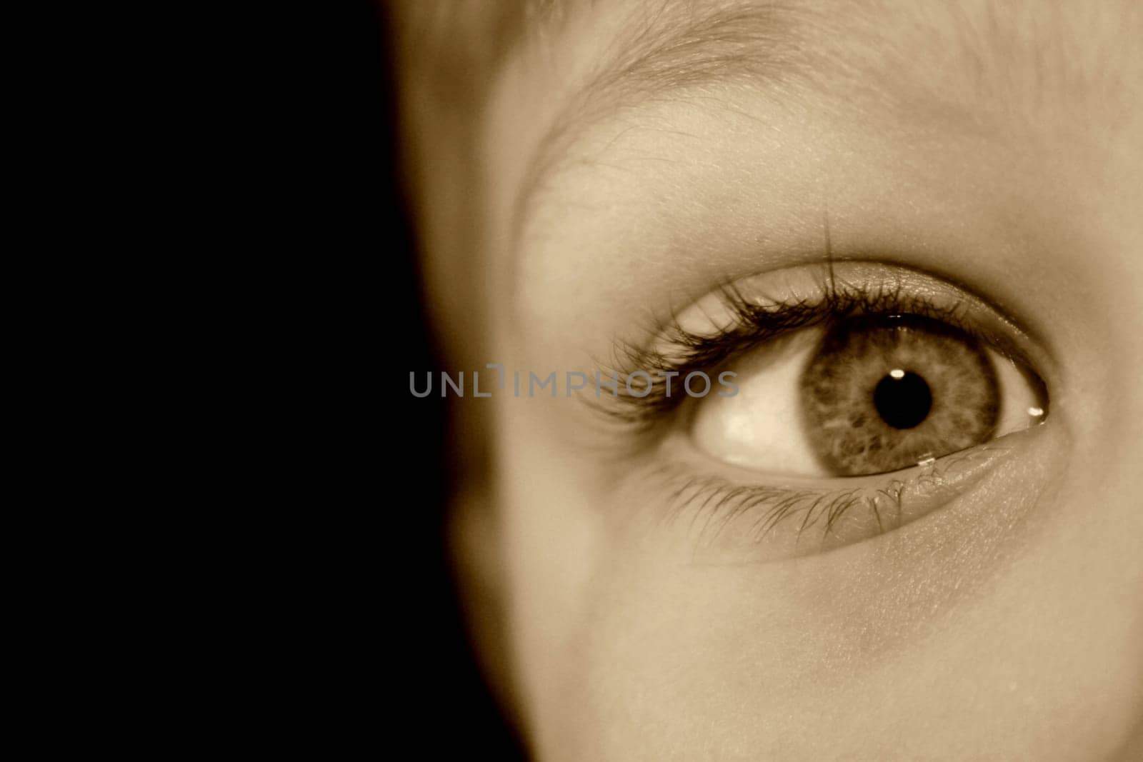 The eye