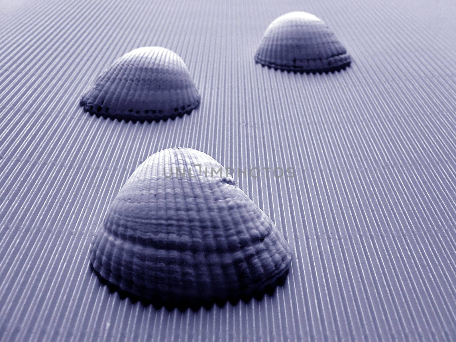 The Path of the Shells