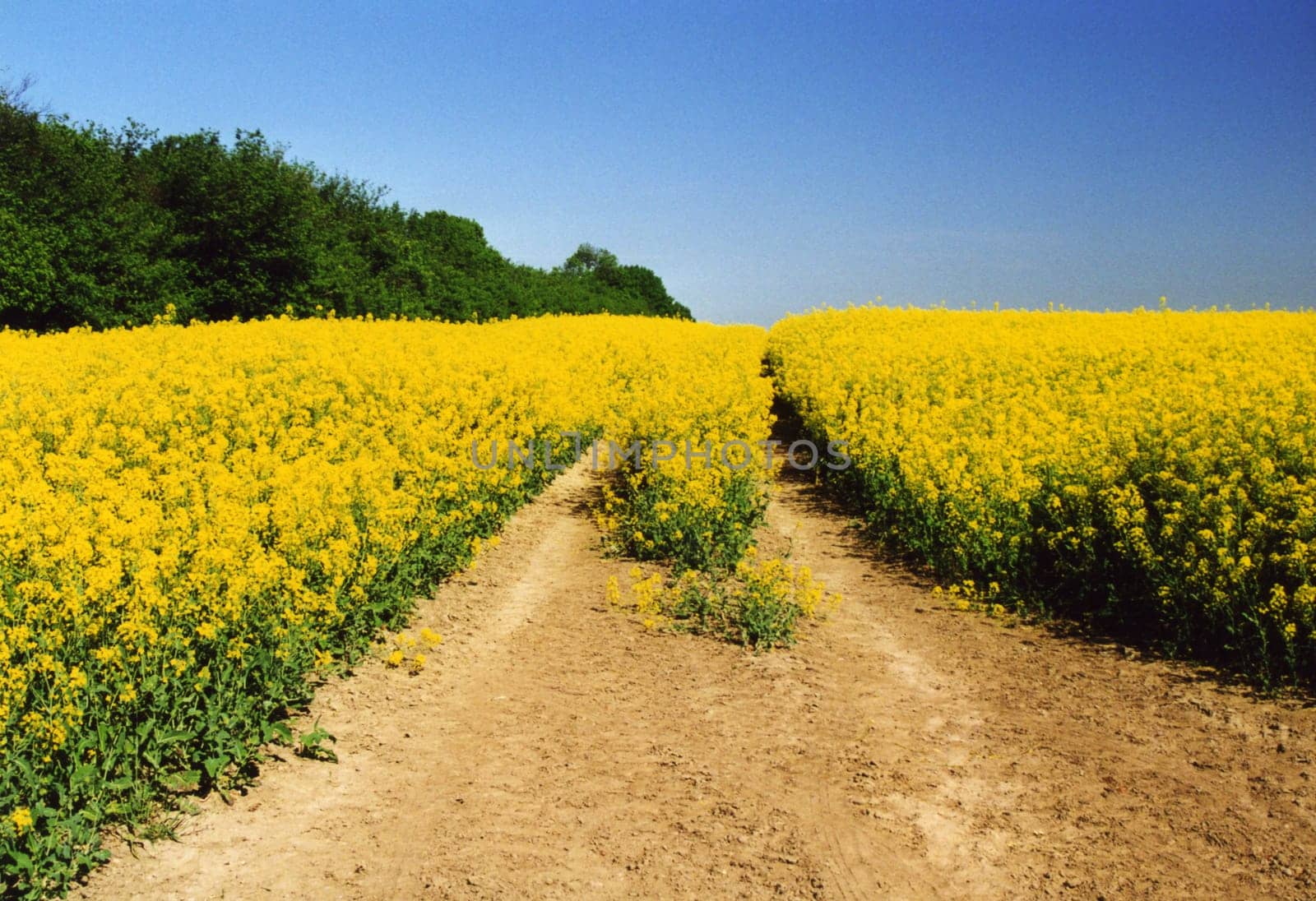 That's a little greeting for the weekend. For all those who dream of summer,here is a slightly older picture. Unfortunately a bit blurry because it is analog. But I think for all those who want to dream,it's still enough.