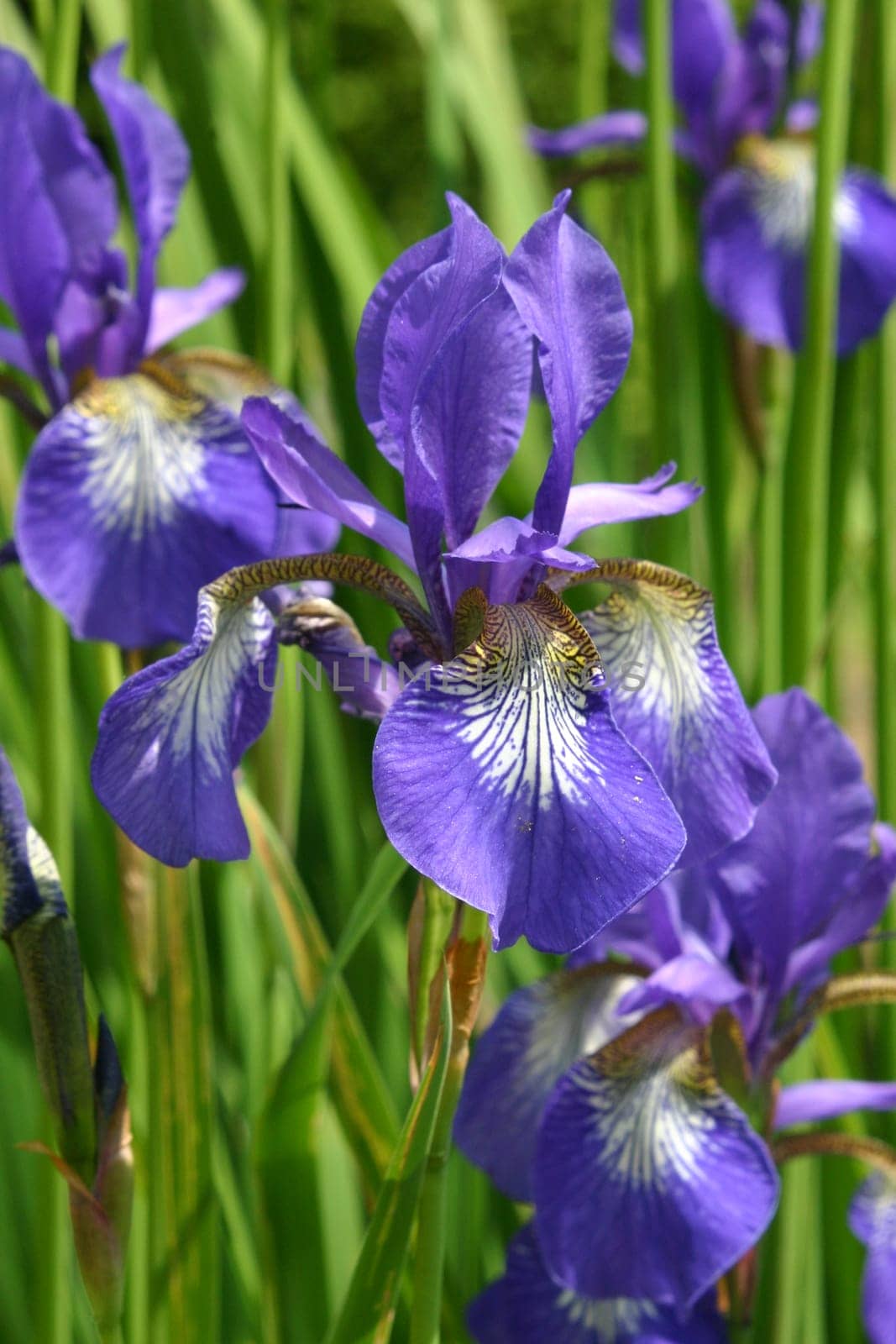 Blue irises